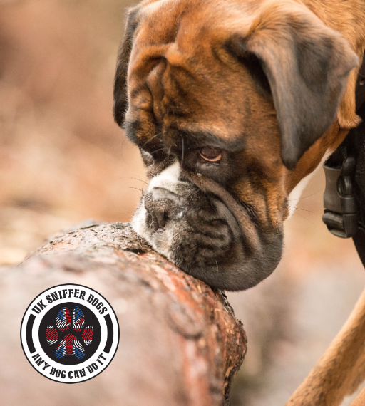 UK Sniffers Dogs Gold Scent Detection Class