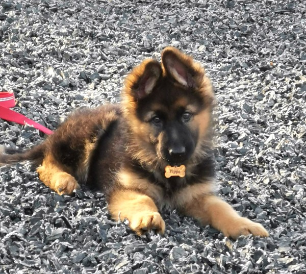 Puppy Classes