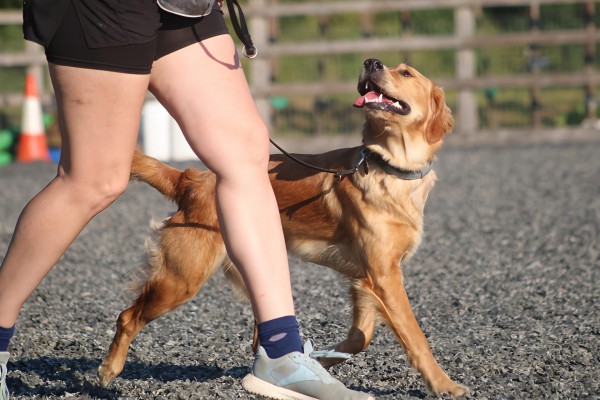 Loose Lead Walking Workshop