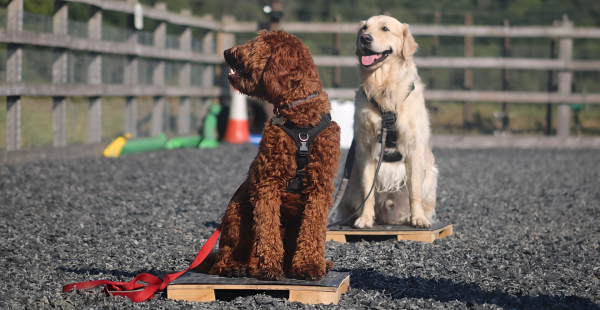 Puppy Follow On Class
