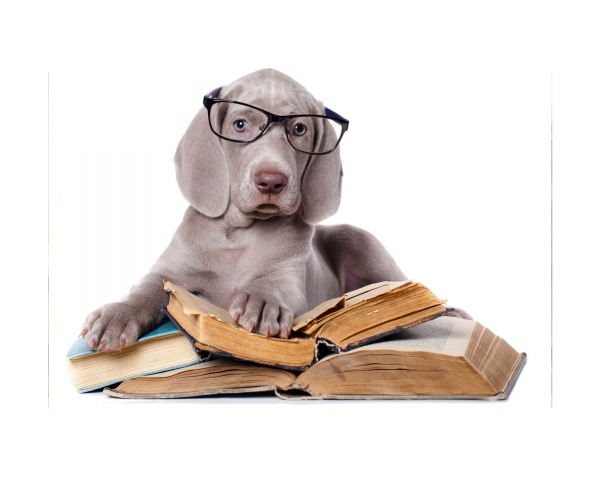 Puppy Pre-School